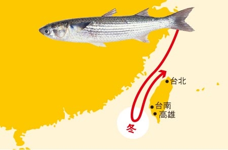 南国が育てる珍味 からすみ 日経ビジネス電子版 南国が育てる珍味 からすみ 日経ビジネス電子版