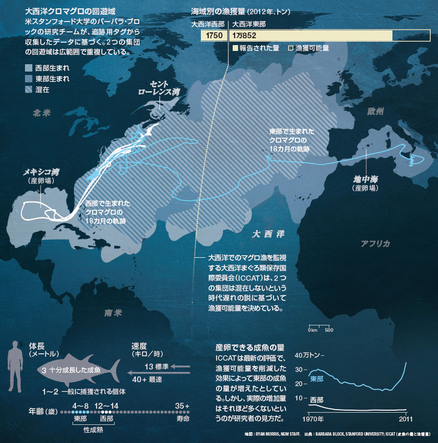 大西洋クロマグロの今 日経ビジネス電子版