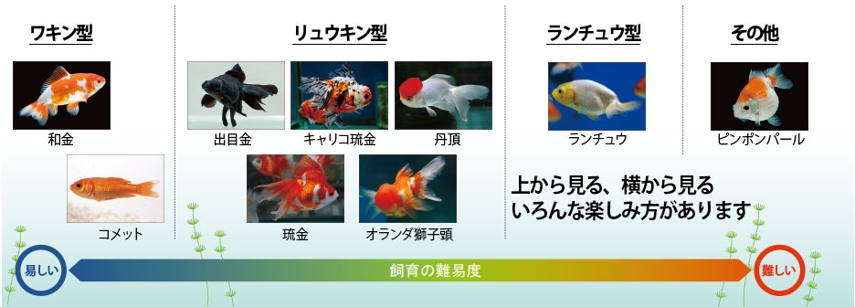 夏の風物詩 金魚の品種改良 日経ビジネス電子版 夏の風物詩 金魚の品種改良 日経ビジネス電子版