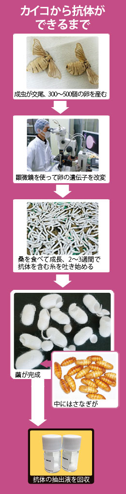遺伝子組み換えカイコの繭 エイズも発見 日経ビジネス電子版