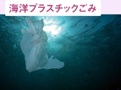 2050年には魚よりもプラごみの方が多くなるとの推計も<br /><small>●生態系に悪影響を及ぼすプラスチック</small>