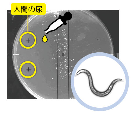 がん検査は「線虫」にお任せ:日経ビジネス電子版 がん検査は「線虫」にお任せ:日経ビジネス電子版