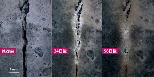 バクテリアの働きで、コンクリートのひび割れは約2カ月でほぼ修復された