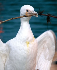 <b>鵜は野生を捕獲して、鵜匠が3年ほど訓練して鵜飼いに使う</b>(写真=三次市観光協会)