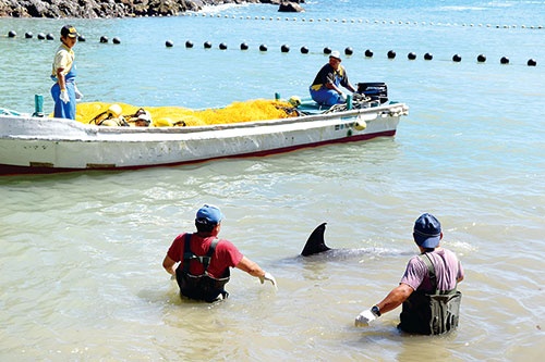 <b>和歌山県太地町のイルカ漁は毎年9月に始まる。写真は湾内に追い込まれたハナゴンドウ。反捕鯨団体などからの非難の声が年々高まっている</b>（写真＝朝日新聞社）