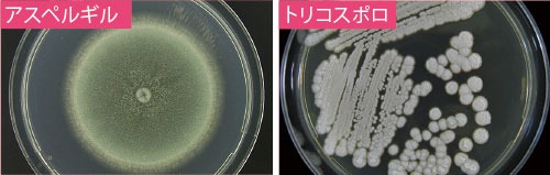 出所：千葉大学真菌医学研究センターウェブサイト