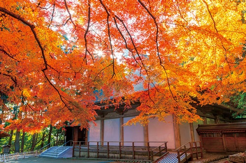 <b>岩手県の世界遺産、平泉の中尊寺。ヤマモミジなど見事な紅葉で多くの観光客を集める</b>(写真=アフロ)
