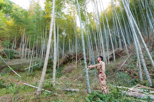 <b>中越パルプ工業は、薩摩川内市で育つ竹を原料に、新素材「セルロースナノファイバー（CNF）」を生産する</b>（写真＝浦川 祐史）