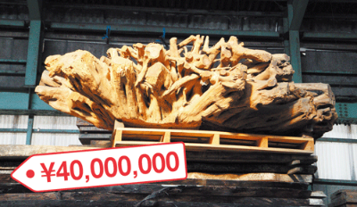 <b>4000万円のシャンデリアとして販売予定の樹齢2000年のカヤの木</b>（写真＝松隈 直樹）