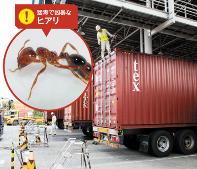 <b>ヒアリ侵入阻止の最前線である埠頭では、通常のチェックに加えヒアリも警戒している。日本郵船東京コンテナ・ターミナルでは殺虫剤を常備し「万が一」に備える</b>（写真＝稲垣 純也）