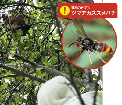 <b>ツマアカスズメバチは高い場所に巣を作り、繁殖力が強い。攻撃性も高く近くにいるだけで刺されることもある</b>（写真＝林田 大輔）