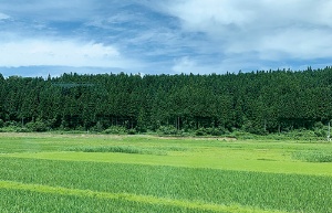 拠点を置く秋田の県南エリアは有数のコメ産地として知られる