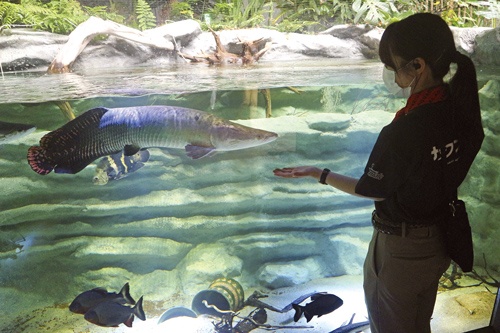 大きな水槽はなく、淡水魚を展示している