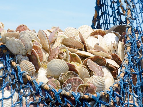 <span class="fontBold">猿払村は日本有数のホタテの水揚げ量を誇る。最盛期は6月から10月だ</span>(写真:船戸 俊一)