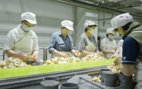 <span class="fontBold">取れたホタテは直営工場などで、その日のうちに加工を始める</span>(写真:船戸 俊一)