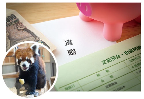 <span class="fontBold">東山動植物園は遺贈寄付をきっかけにレッサーパンダの導入を決めた</span>（写真=上：PIXTA）