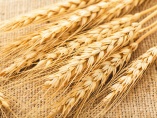 世界有数の穀倉地帯を直撃　小麦の高騰、日本も避けられず