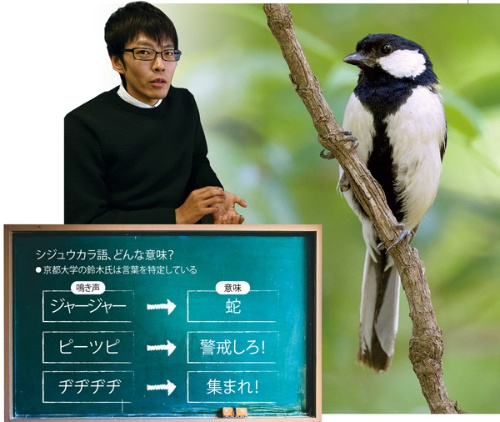 <span class="fontBold">鈴木氏は「シジュウカラは200種類の言葉を使い分けている」と語る</span>