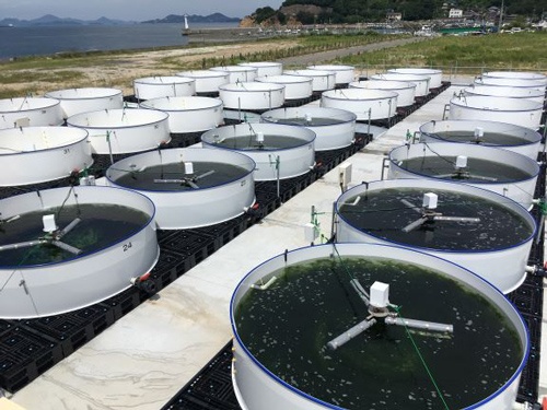 2020年6月に稼働を始めた広島県福山市のスジアオノリの養殖場
