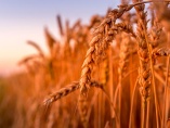 ウクライナ危機で食料供給に暗雲、小麦価格高騰の恐れ