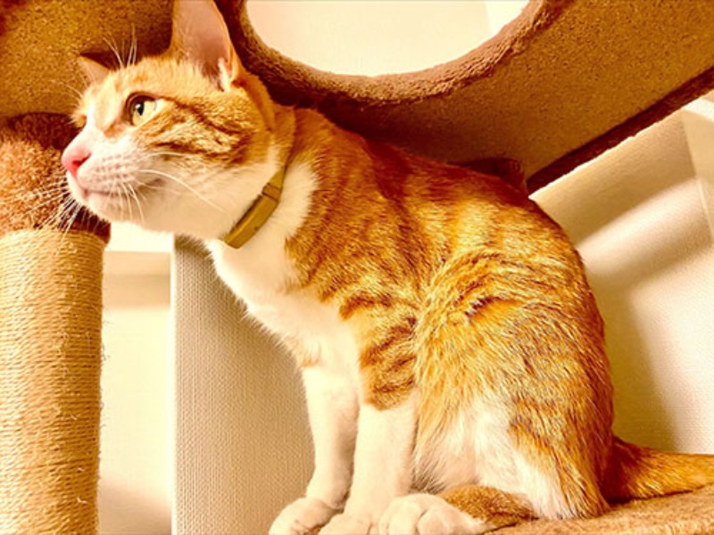 データで愛しさ倍増 猫の行動知らせる首輪デバイス キャトログ 日経ビジネス電子版