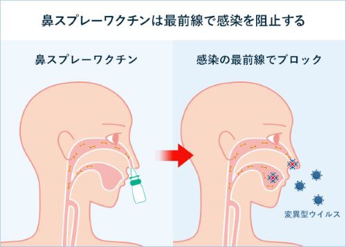 鼻からワクチンをスプレーする経鼻ワクチン。ウイルスの侵入口である鼻の粘膜から吸収させることで、全身でIgAなどの抗体が産生され、粘膜免疫を強化。さらには全身免疫も高めてウイルスから体を守る。