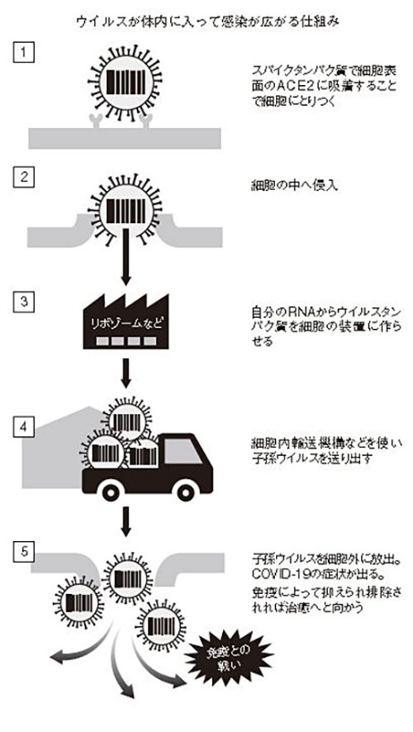 コロナ 突然 変異