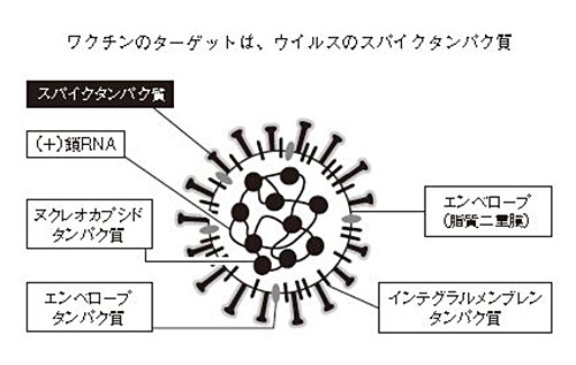 新型コロナの変異は 当たり前 の話 騒げば騒ぐだけ損 日経ビジネス電子版 新型コロナの変異は 当たり前 の話 騒げば騒ぐだけ損 日経ビジネス電子版