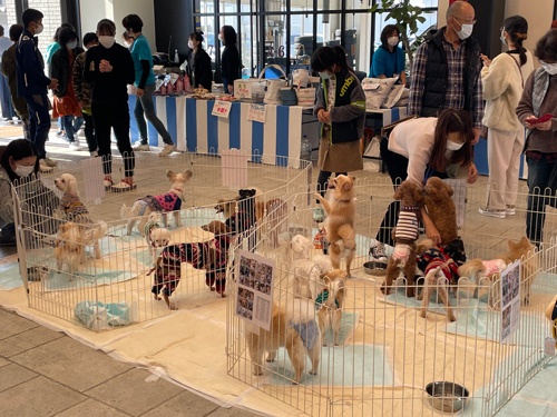 店舗内のスペースでは、ペットの里親探しをする団体による保護犬・保護猫の譲渡会も開かれた