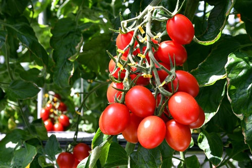 サナテックシードのギャバ高蓄積トマトの流通が始まった
