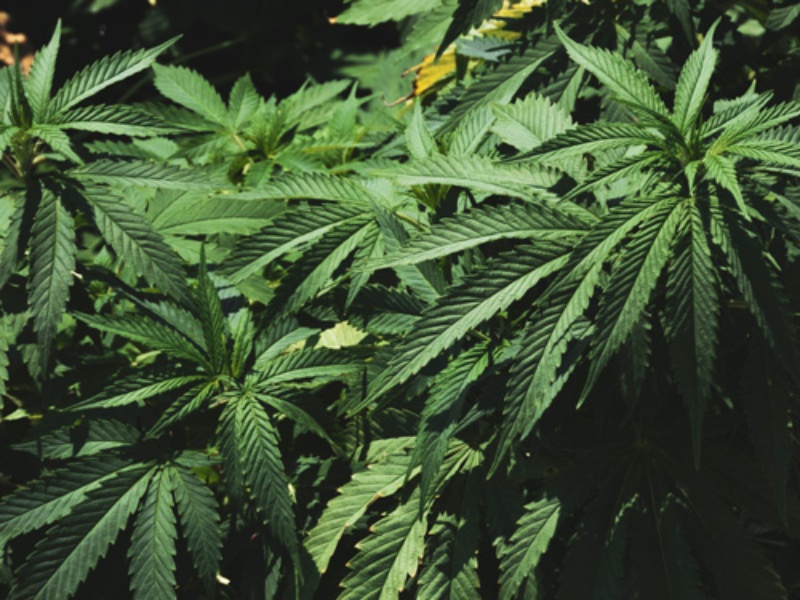 大麻草から医薬品 の現実味 サプリにも使えるcbdとは 日経ビジネス電子版 大麻草から医薬品 の現実味 サプリにも使えるcbdとは 日経ビジネス電子版