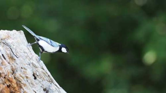 奥深き動物言語の世界 鳥語で 蛇だ 何と言う 日経ビジネス電子版 奥深き動物言語の世界 鳥語で 蛇だ 何と言う 日経ビジネス電子版