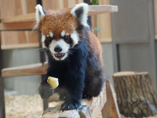 東山動植物園では4頭のレッサーパンダの一般公開が21年にスタートした(写真は公開された1頭のれいかちゃん)