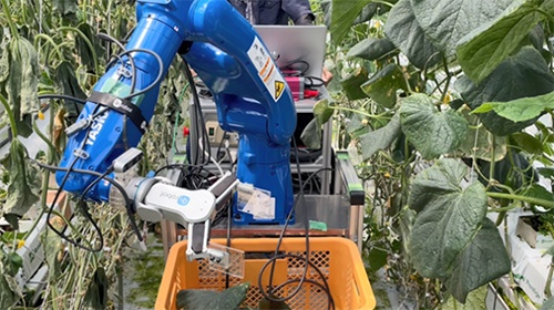 アームを伸ばしてキュウリの葉かきをする安川電機の農業用ロボット