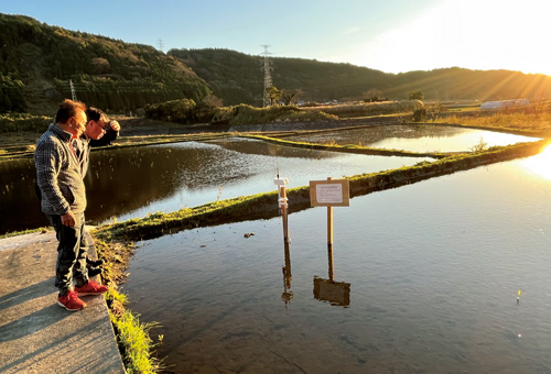  新たに冬の水張りを始めた大津町瀬田地区。23年11月から農地に水を張り、水位計で観測もしている