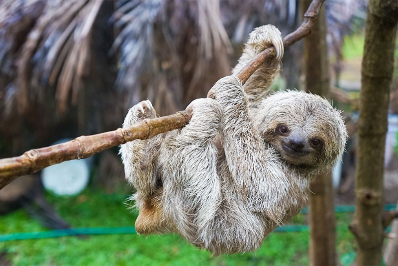 すっぴん力を磨く女性たち ヒット狙うなら ナマケモノ に学べ 日経ビジネス電子版 すっぴん力を磨く女性たち ヒット狙うなら ナマケモノ に学べ 日経ビジネス電子版