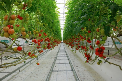 10年前、西郷村には大規模な植物工場を建設する計画があった(写真はイメージ、PIXTA)