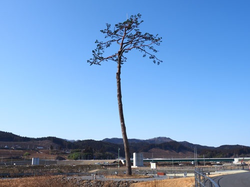 復興のシンボルとして残る陸前高田市の「奇跡の一本松」