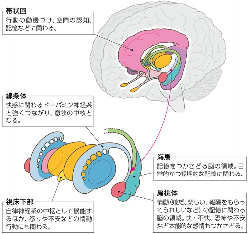 脳の各領域には、それぞれ役割がある（図＝PIXTA）