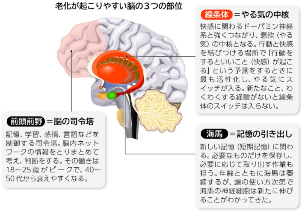 脳を鍛えるのも 筋トレ と同じ 楽なルーティン作業では活性化しない 日経ビジネス電子版 脳を鍛えるのも 筋トレ と同じ 楽なルーティン作業では活性化しない 日経ビジネス電子版
