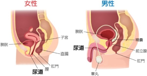 膀胱と尿道の構造