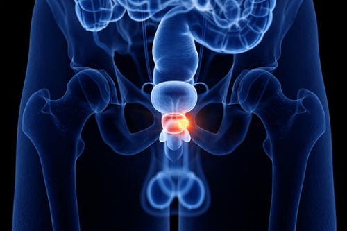 前立腺は男性にのみある臓器。膀胱の下に位置し、くるみほどの大きさだ（画像＝123RF）