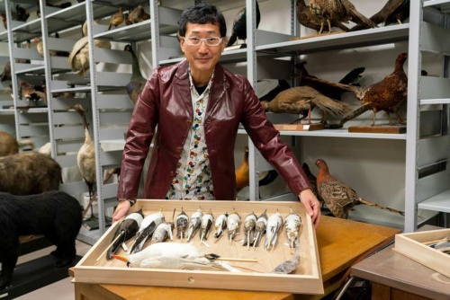 研究対象である小笠原諸島の鳥の標本。研究に使用する棒状になったこのような形状の剥製を「仮剥製」と呼ぶ。背後の棚に並ぶ一般的な剥製は基本的に「展示物」で、研究にはあまり使わないという