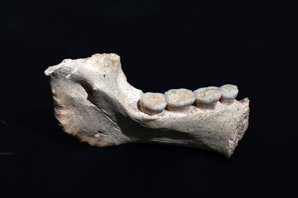 人類進化の重要な鍵 77万年前のヒト族の化石をモロッコで発見：日経 