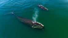 残り356頭　北大西洋のセミクジラが再び絶滅の危機に