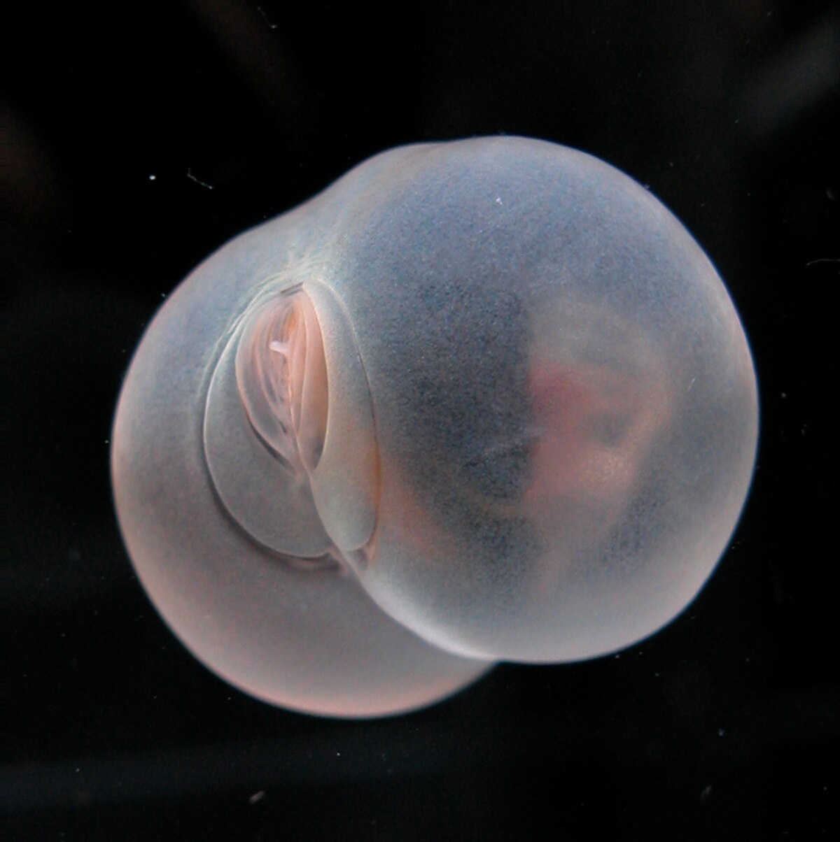 最も  謎の深海生物「ブタ尻虫」 ピッグバットワームがSNSで話題に ノンフィクション・教養