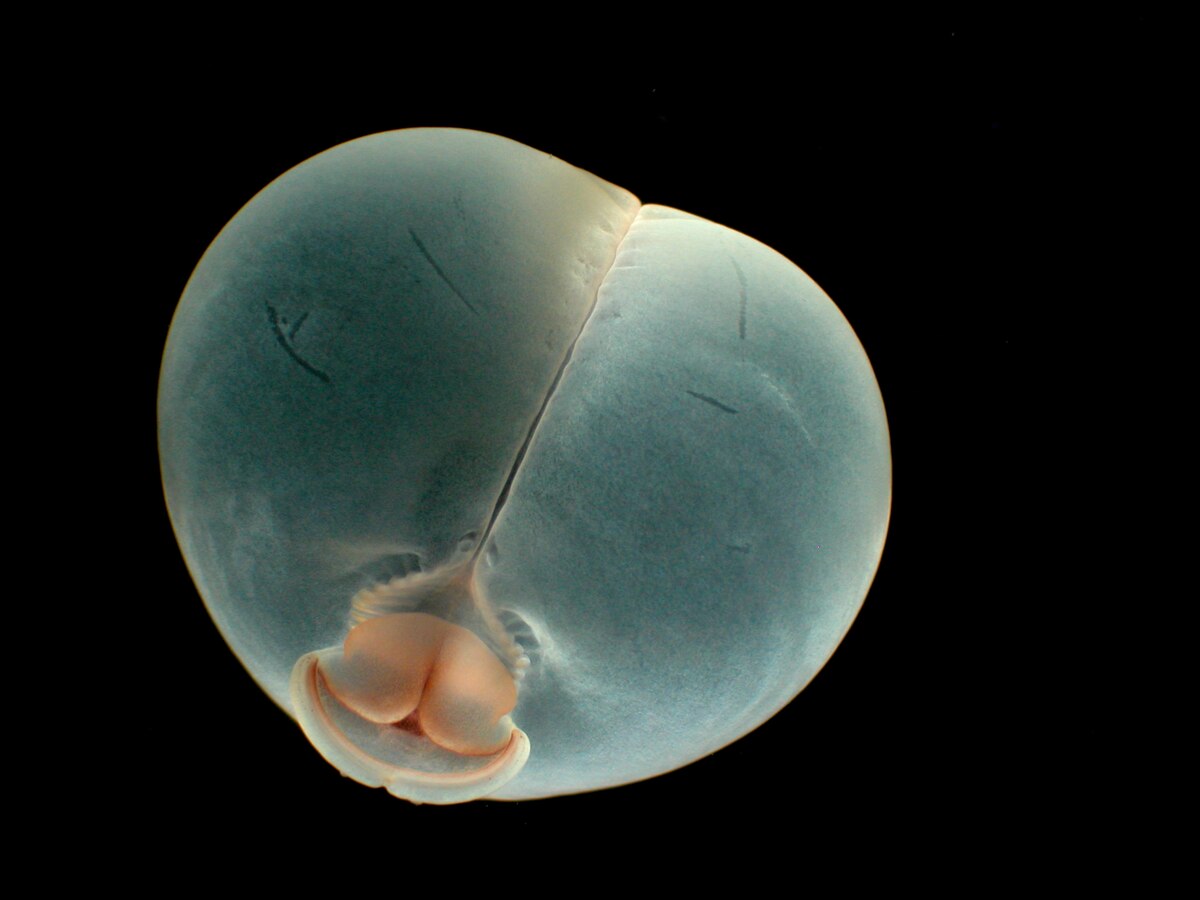 謎の深海生物「ブタ尻虫」 ピッグバットワームがSNSで話題に