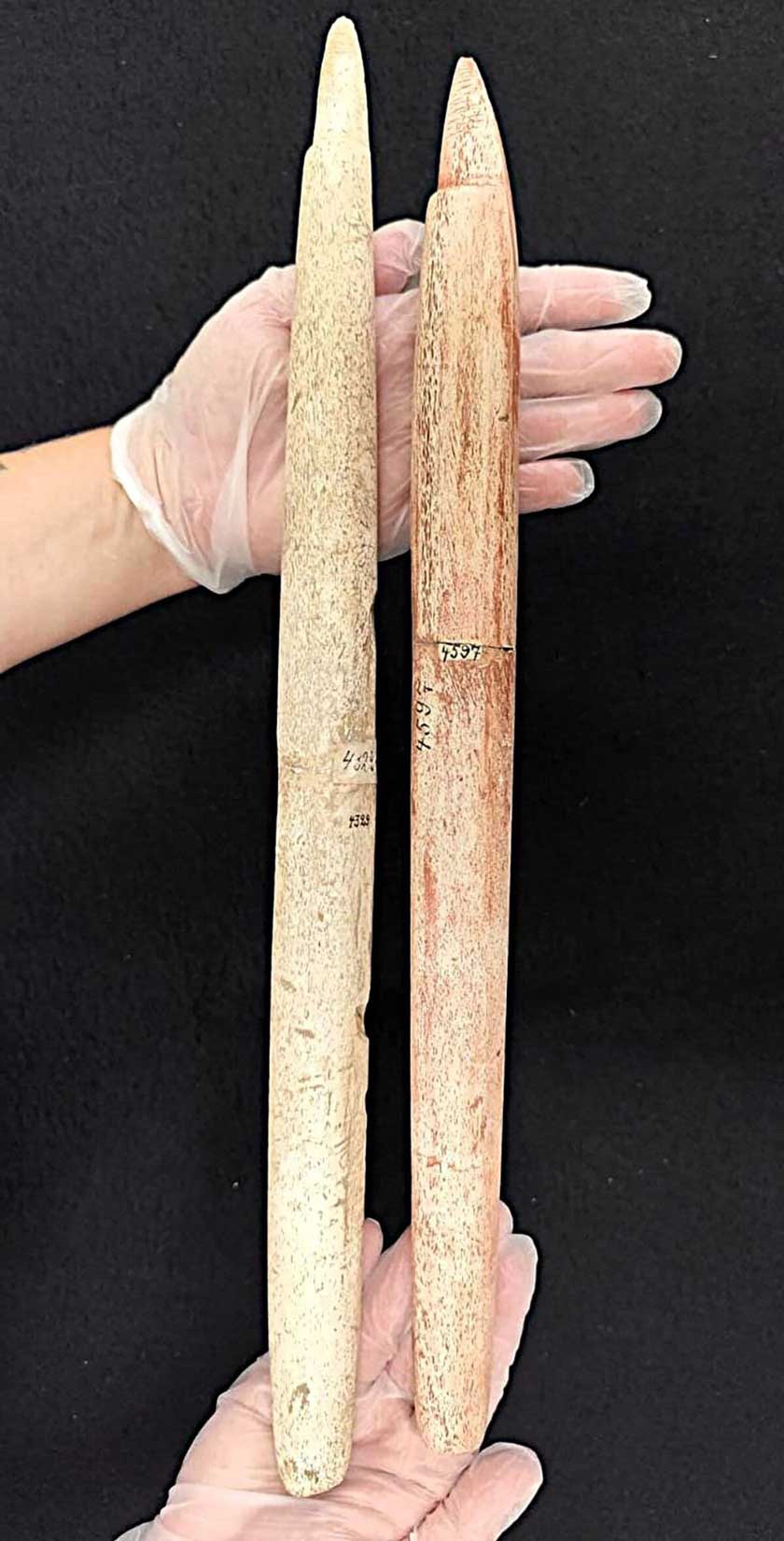 捕鯨の歴史に新説 ブラジルで寒冷域限定説を覆す5000年前の漁具発見