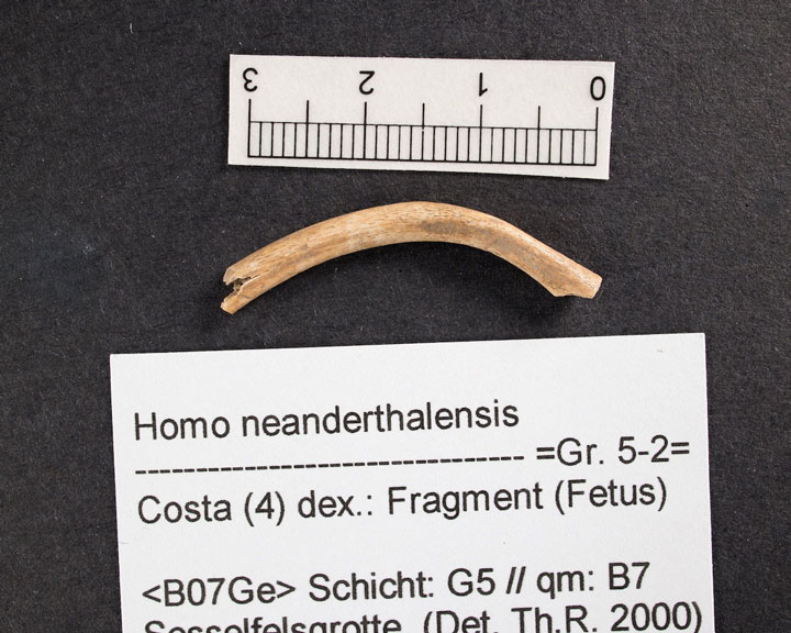 ネアンデルタール人、絶滅への深刻な一撃 胎児のDNA解析で判明：日経