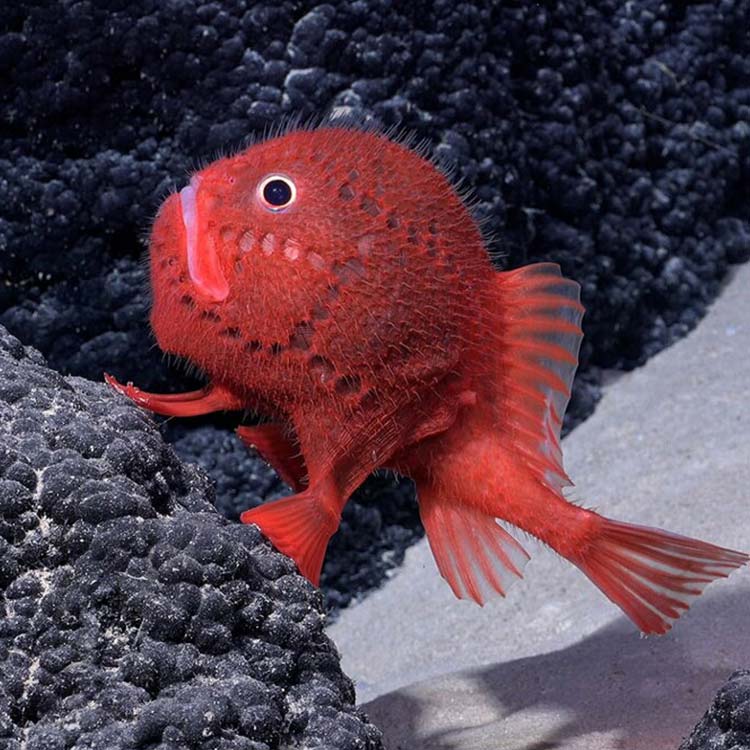 奇妙な深海生物が100種以上発見　歩く魚などすべて新種